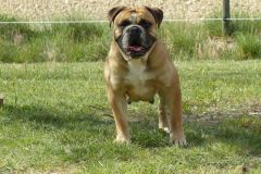 Les Belles Truffes - Bulldog Continental - Femelle - Oxane (sans affixe)