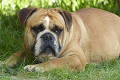 Les Belles Truffes - Bulldog Continental - Femelle - Oxane (sans affixe)