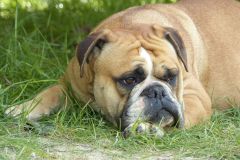 Les Belles Truffes - Bulldog Continental - Femelle - Oxane (sans affixe)