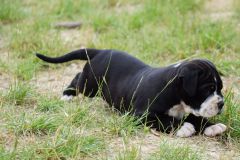 belles_truffes_bulldog_continental_scarlett_2