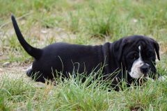 belles_truffes_bulldog_continental_scarlett_3