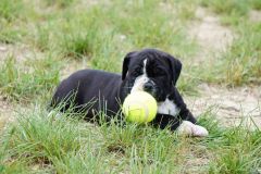 belles_truffes_bulldog_continental_scarlett_4