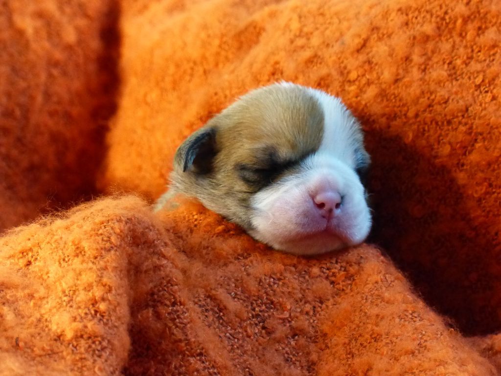 SHELBY DES BELLES TRUFFES