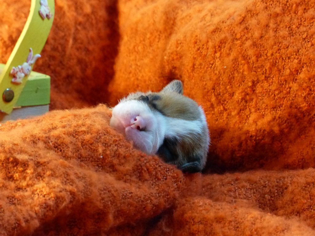 SHELBY DES BELLES TRUFFES