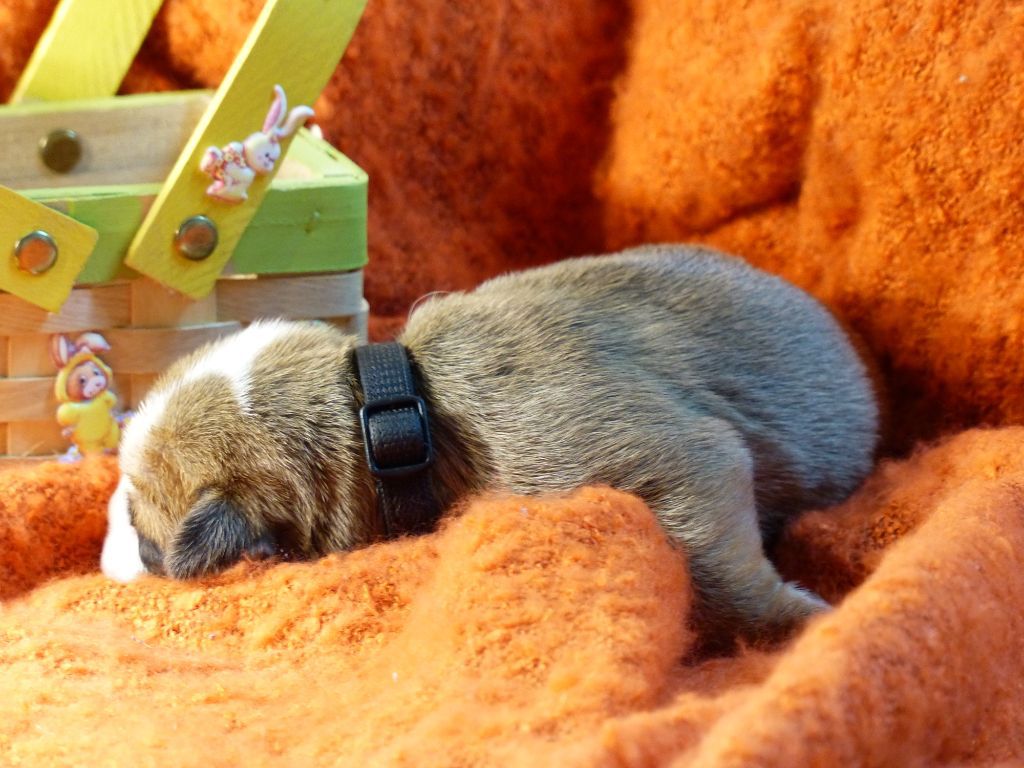 SHELBY DES BELLES TRUFFES