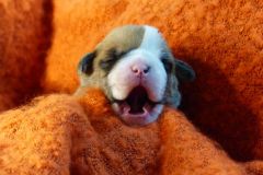 SHELBY DES BELLES TRUFFES