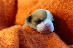 SHELBY DES BELLES TRUFFES