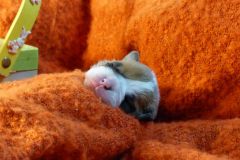 SHELBY DES BELLES TRUFFES