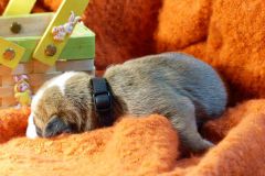 SHELBY DES BELLES TRUFFES