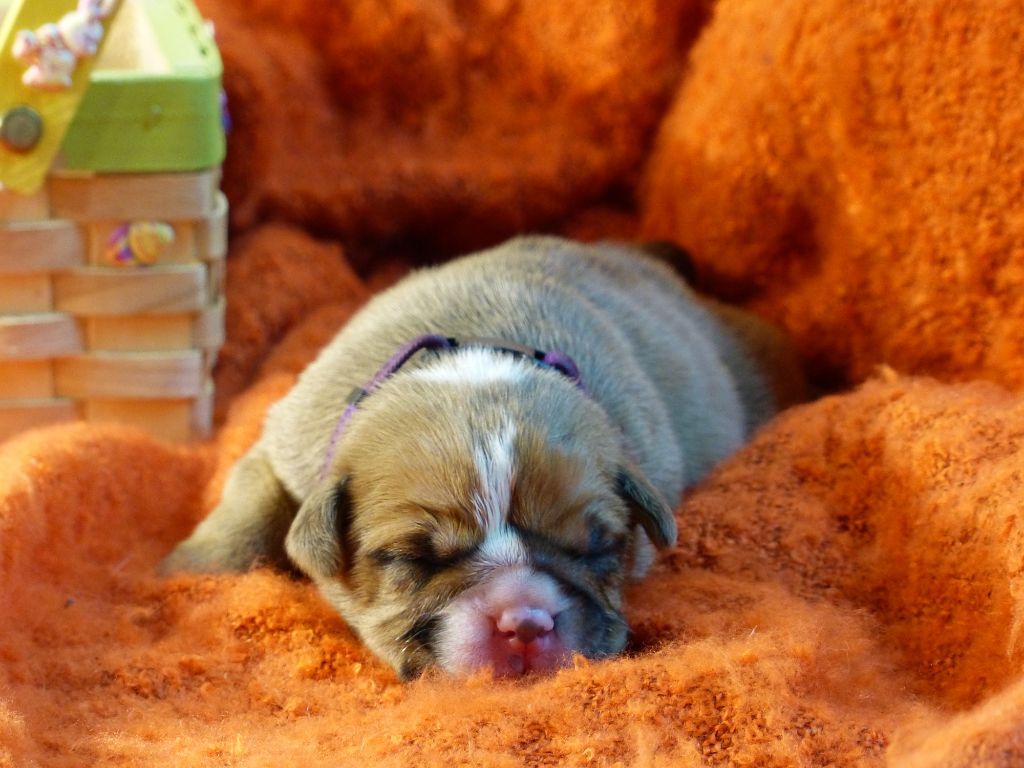 SIAM DES BELLES TRUFFES