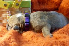 SIAM DES BELLES TRUFFES