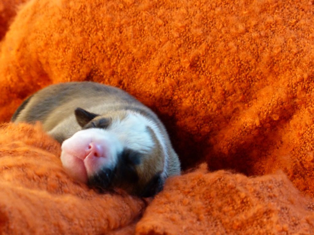 S'MEE DES BELLES TRUFFES