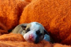 S'MEE DES BELLES TRUFFES