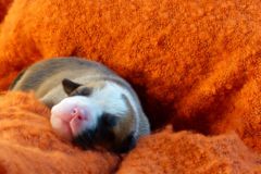 S'MEE DES BELLES TRUFFES