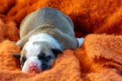 S'MEE DES BELLES TRUFFES