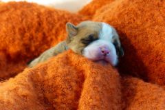 SOAN DES BELLES TRUFFES