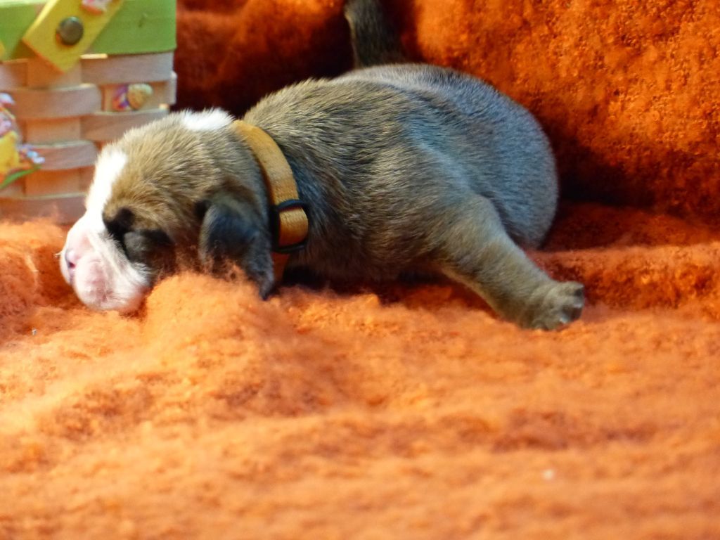 SOON DES BELLES TRUFFES