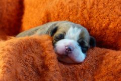 SOON DES BELLES TRUFFES