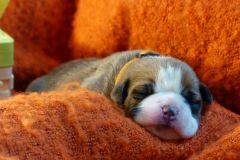 SOON DES BELLES TRUFFES