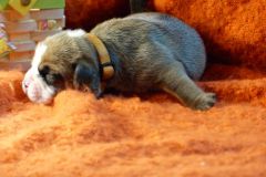 SOON DES BELLES TRUFFES