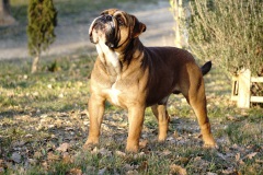 SPARROW JACK DES BELLES TRUFFES