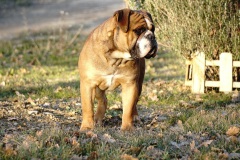 SPARROW JACK DES BELLES TRUFFES