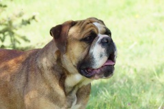 SPARROW JACK DES BELLES TRUFFES