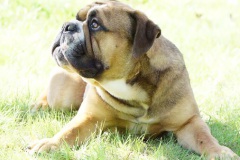 SPARROW JACK DES BELLES TRUFFES