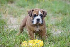 SPARROW JACK DES BELLES TRUFFES