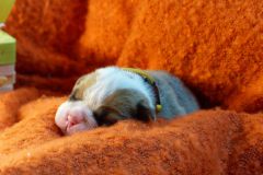 STELLA DES BELLES TRUFFES