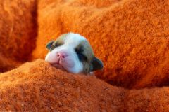 STELLA DES BELLES TRUFFES