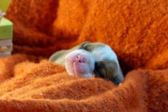 STELLA DES BELLES TRUFFES