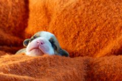 STELLA DES BELLES TRUFFES