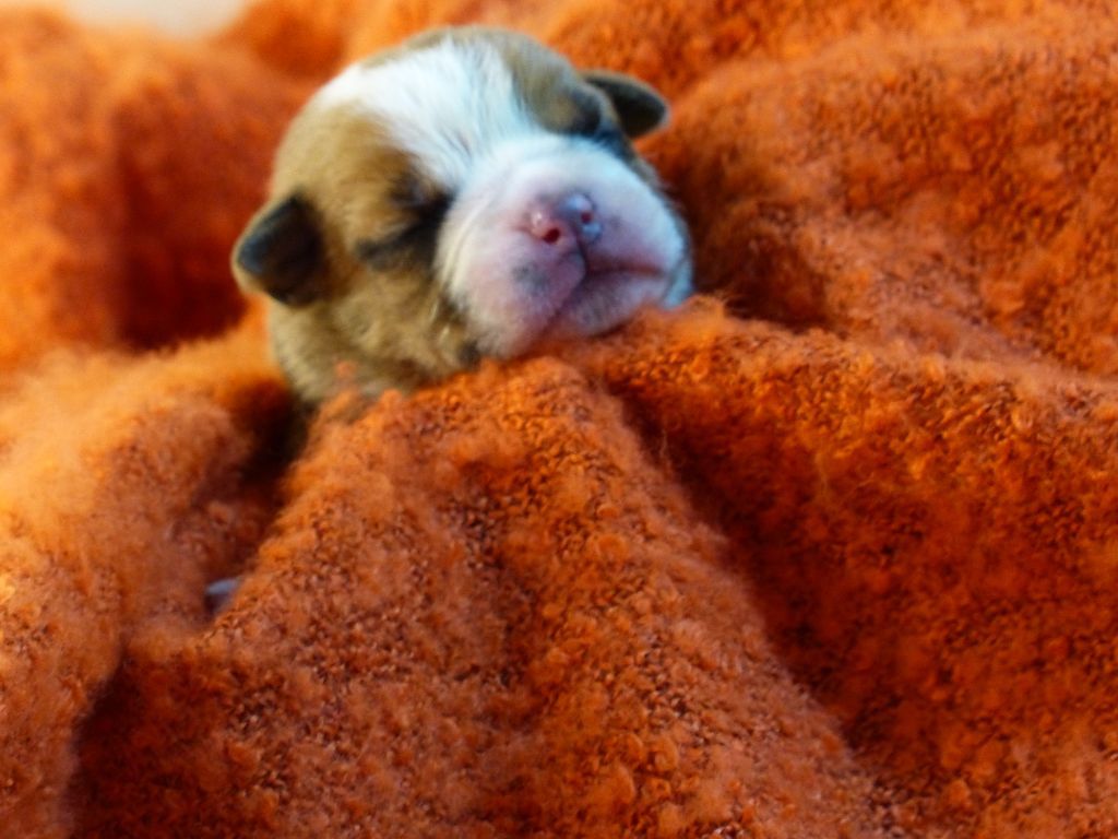 SYA DES BELLES TRUFFES