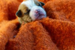 SYA DES BELLES TRUFFES