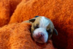 SYA DES BELLES TRUFFES