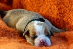 SYA DES BELLES TRUFFES