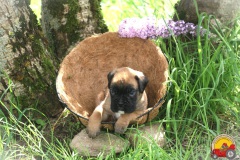VICTOR DES BELLES TRUFFES