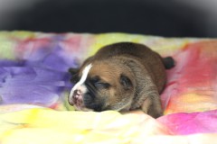 VINY DES BELLES TRUFFES