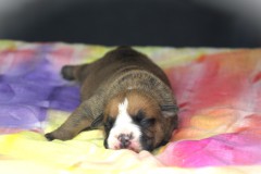 VINY DES BELLES TRUFFES