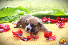 VINY DES BELLES TRUFFES