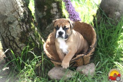 VINY DES BELLES TRUFFES