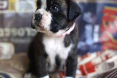 FEMELLE COLLIER ROSE