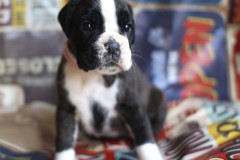 FEMELLE COLLIER ROSE