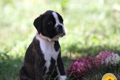 IMG_1620-BIS-LOGO