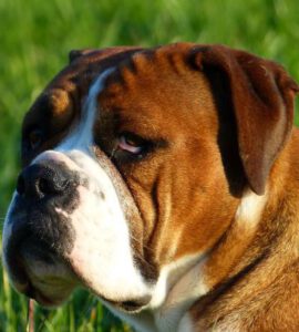 Belles Truffres - Elevage - Bulldog Continental - Male - Nixie des Pipettechorizo - Mariage