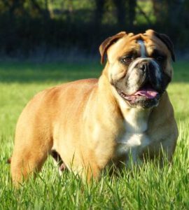 Belles Truffres - Elevage - Bulldog Continental - Male - Oxane - Mariage