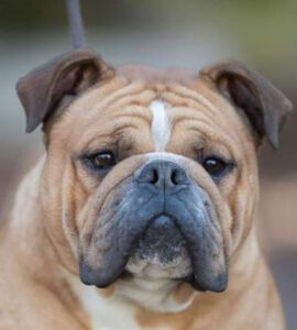 Belles Truffres - Elevage - Bulldog Continental - Male - Narco des Sources Sacrées - Mariage