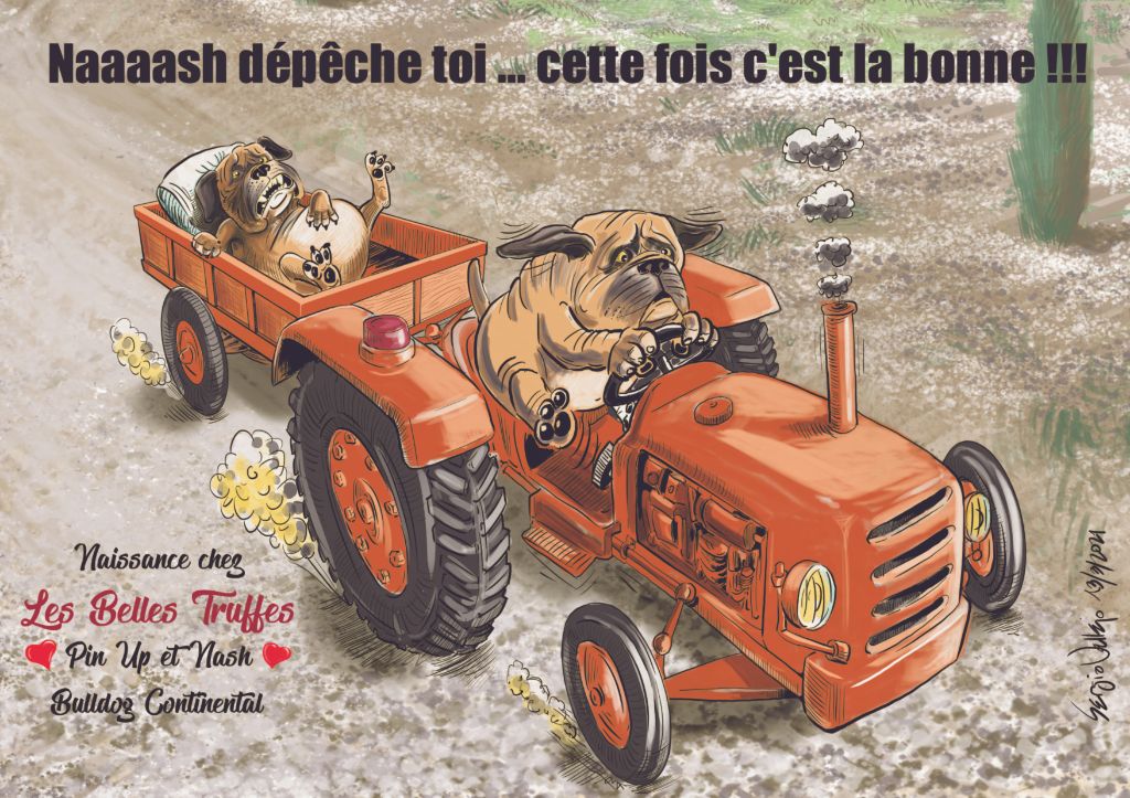 Les Belles Truffes - Boxer - Bulldog Continental - Mariage - Nash - Pin Up