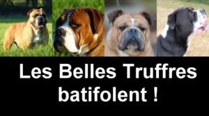 Les Belles Truffes - Elevage - Bulldog Continental - Nixie et Oxane sont allées batifoler